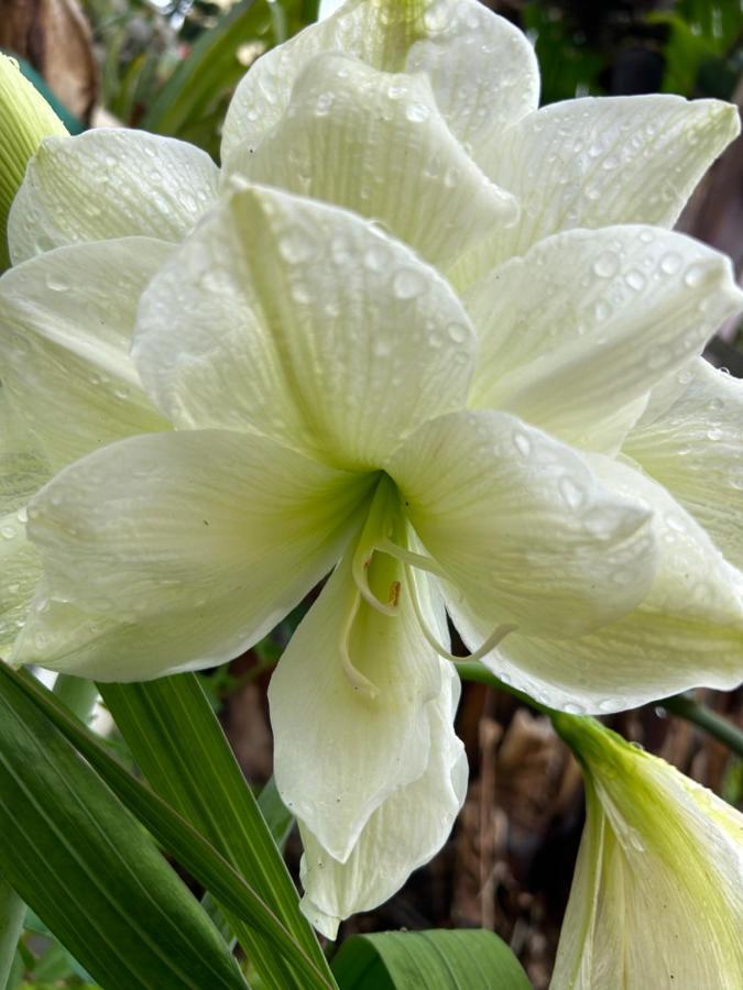 فيلا Tropical Garden أركو دا كالهيتا المظهر الخارجي الصورة