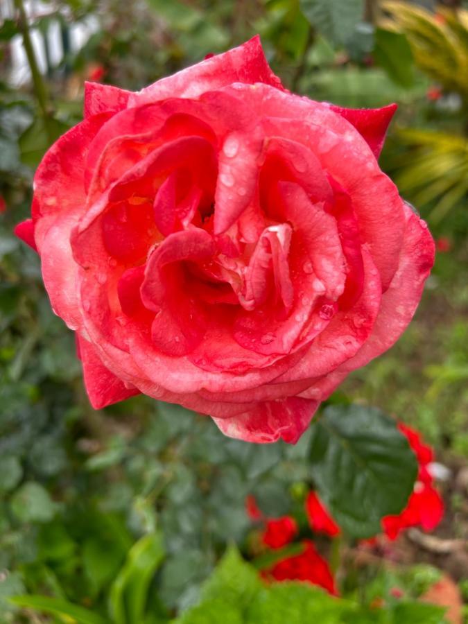 فيلا Tropical Garden أركو دا كالهيتا المظهر الخارجي الصورة